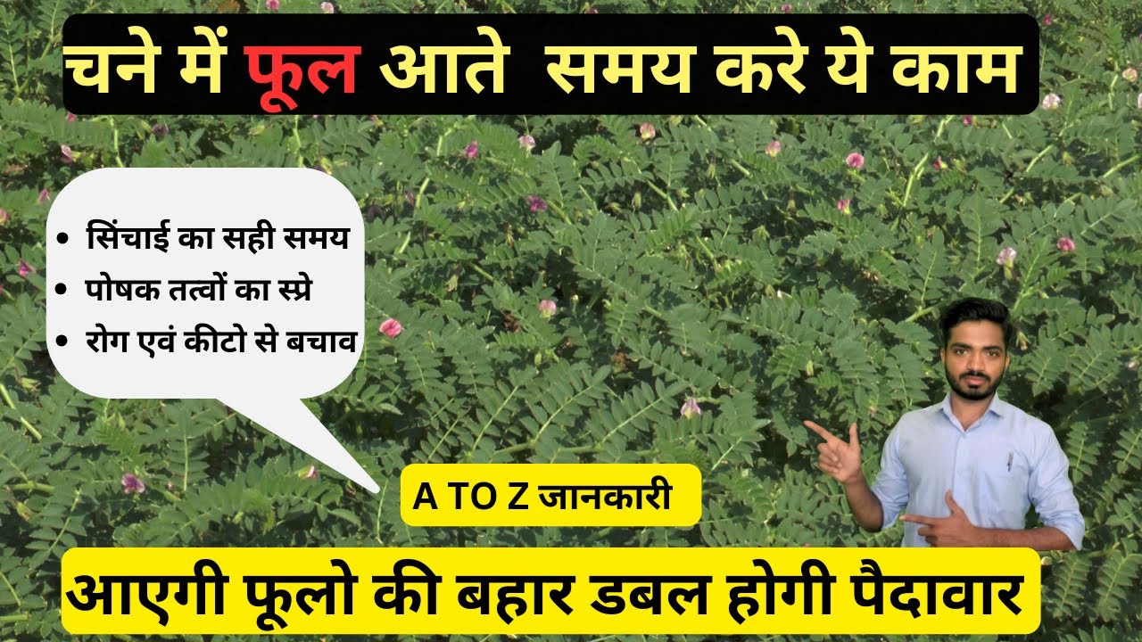 चने में फुल ओर फलिया बनते समय करे ये काम | पैदावार डबल | चने में स्प्रे | सिंचाई | GRAM CULTIVATION