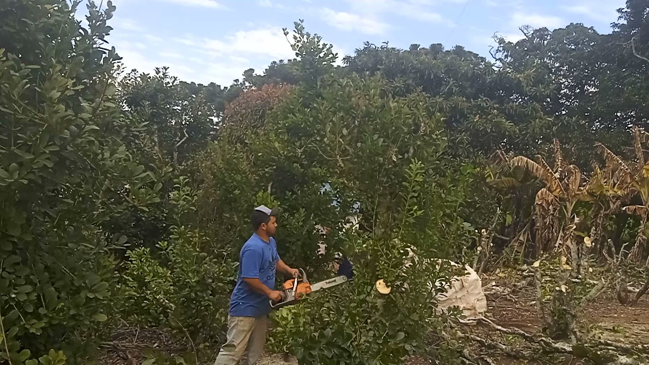 preparo da erva mate para uma brota melhor