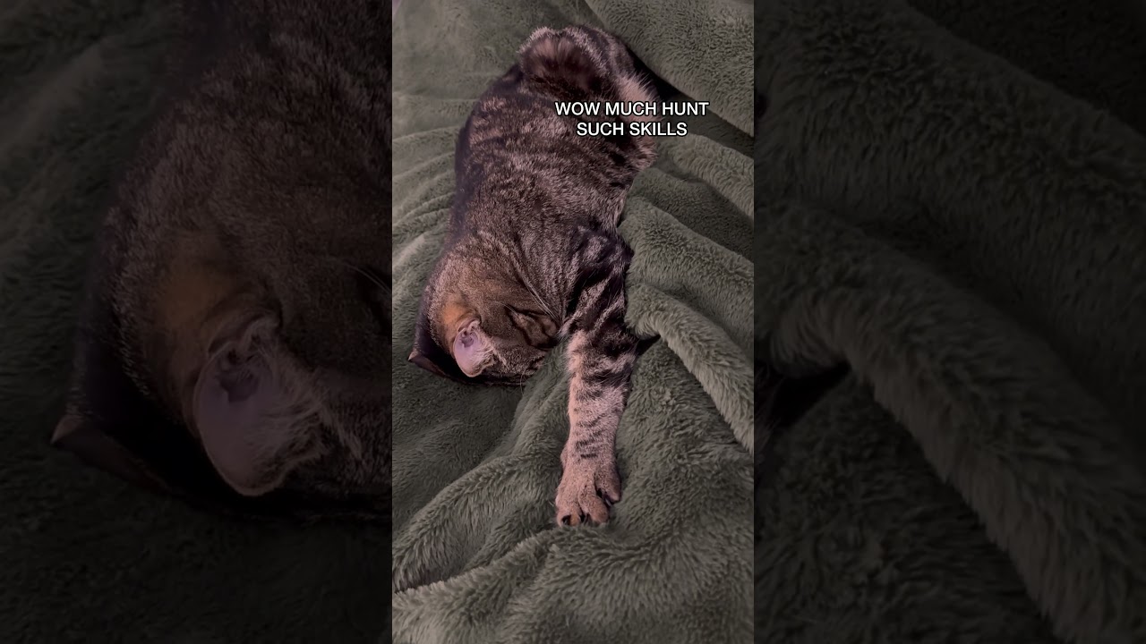 THIS is why cats sleep so much!