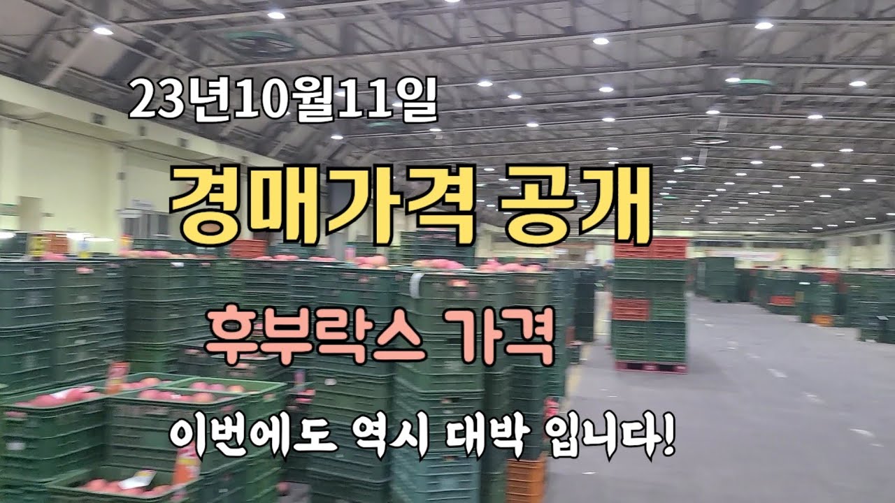 부사사과 안동공판장 23년10월11일 경매가격공개