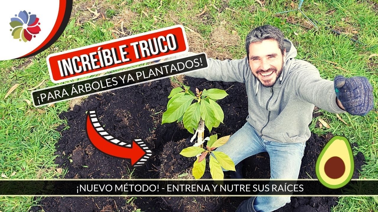 🌳 NO ESPERES AÑOS para cosechar tu AGUACATE o PALTA - ¡ENTRENA SUS RAÍCES! ¡NUEVO MÉTODO!