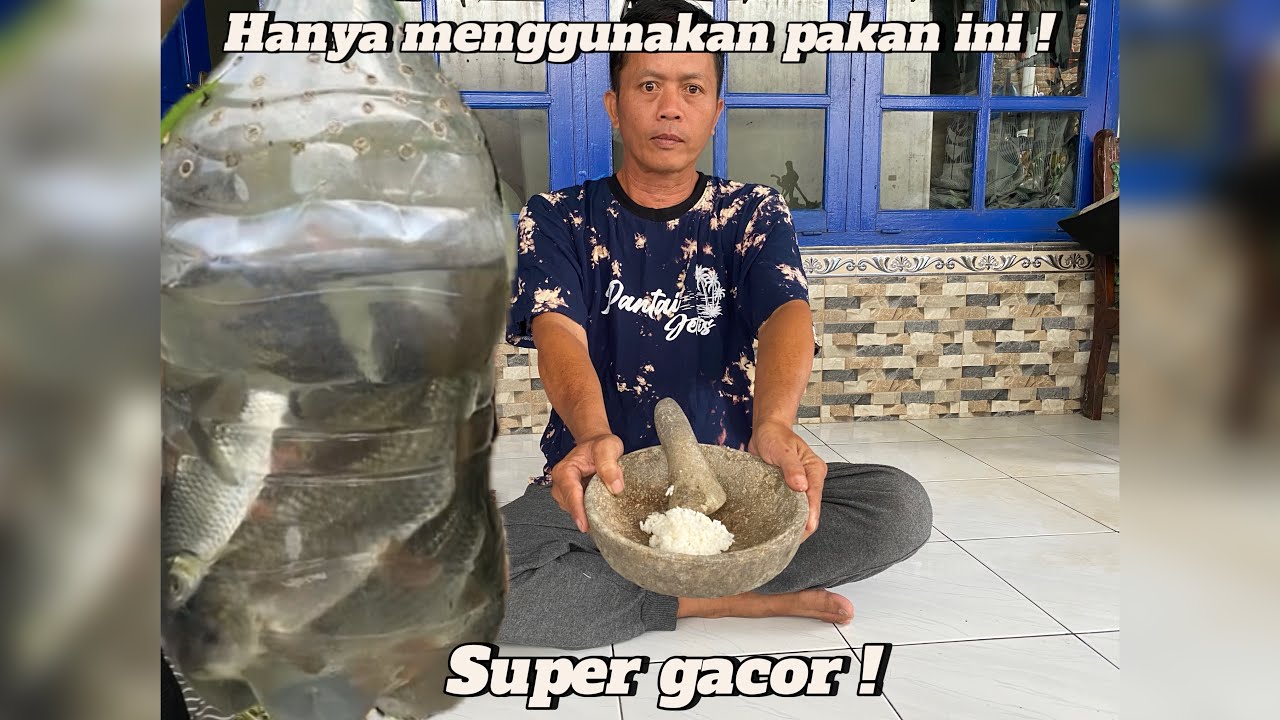 Terbukti dengan umpan nasi uleg ikan kecil dan ikan besar makan !! Ikan nilem pakan ini super gacor!