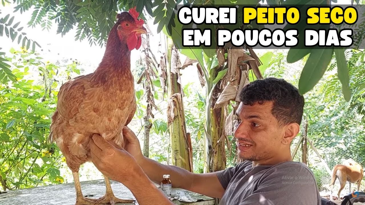 Como curar o PEITO SECO em GALINHAS em poucos dias