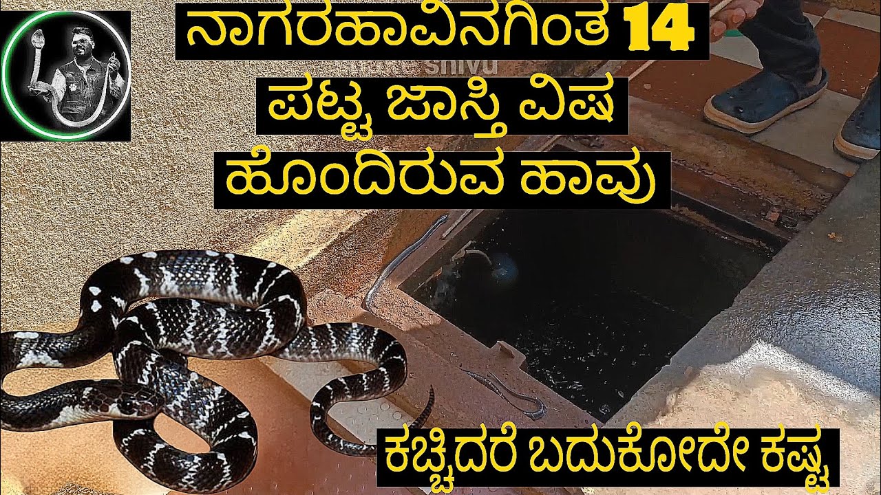 ಬೈರಿದೇವರಕೊಪ್ಪದಲ್ಲಿ ರಕ್ಷಣೆ ಮಾಡಿದ ಕಟ್ಟು ಹಾವು #ಸ್ನೇಕ್ #ಶಿವು #ಹುಬ್ಬಳ್ಳಿ #ವೈರಲ್ #ವಿಡಿಯೋ 🙏🐍🙏
