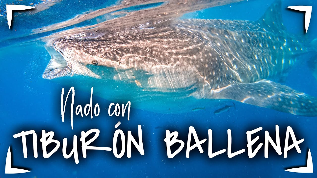 Tour TIBURON BALLENA HOLBOX 🔴 $2500 MXN $145 USD ► PEZ MAS GRANDE ✅GARANTÍA DE NADO desde CANCUN