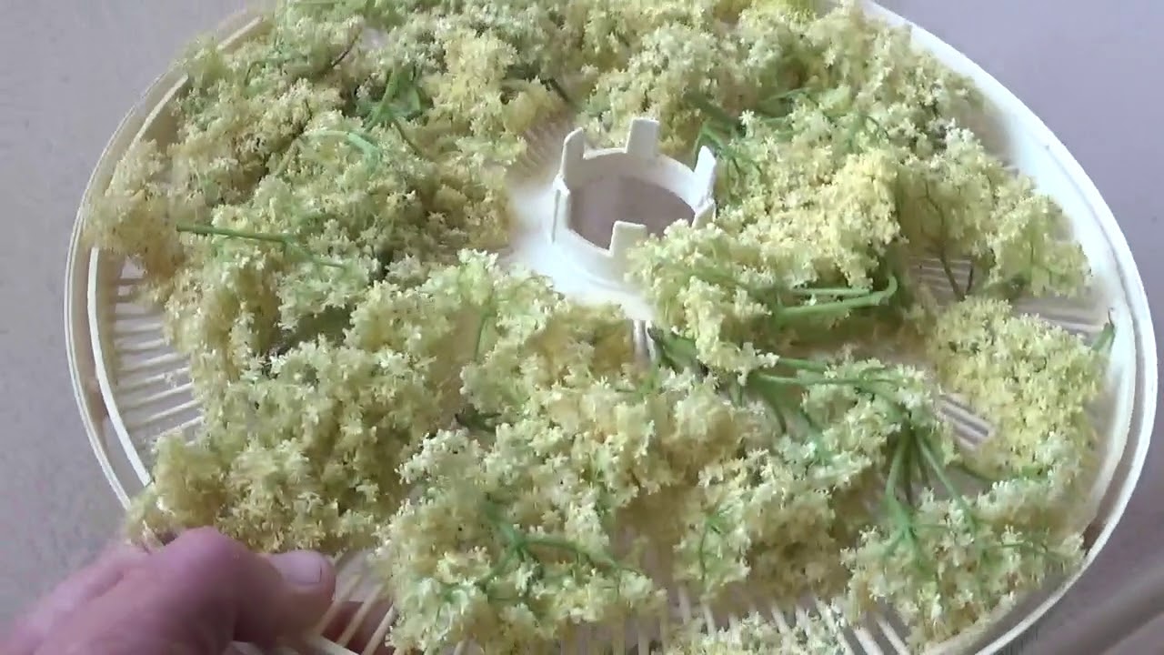 Elderberry Flowers : Gathering, Drying, Using, By : Quest For Details