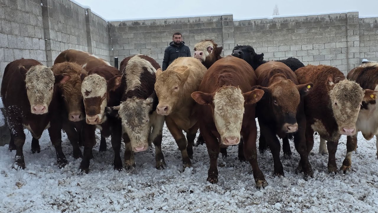 ASAKALIK  ARZONCHIDAN  SMENTAL  ANGUS  LIMUZIN  SHARALE BUQALARNI ZO'RLARI KELDI