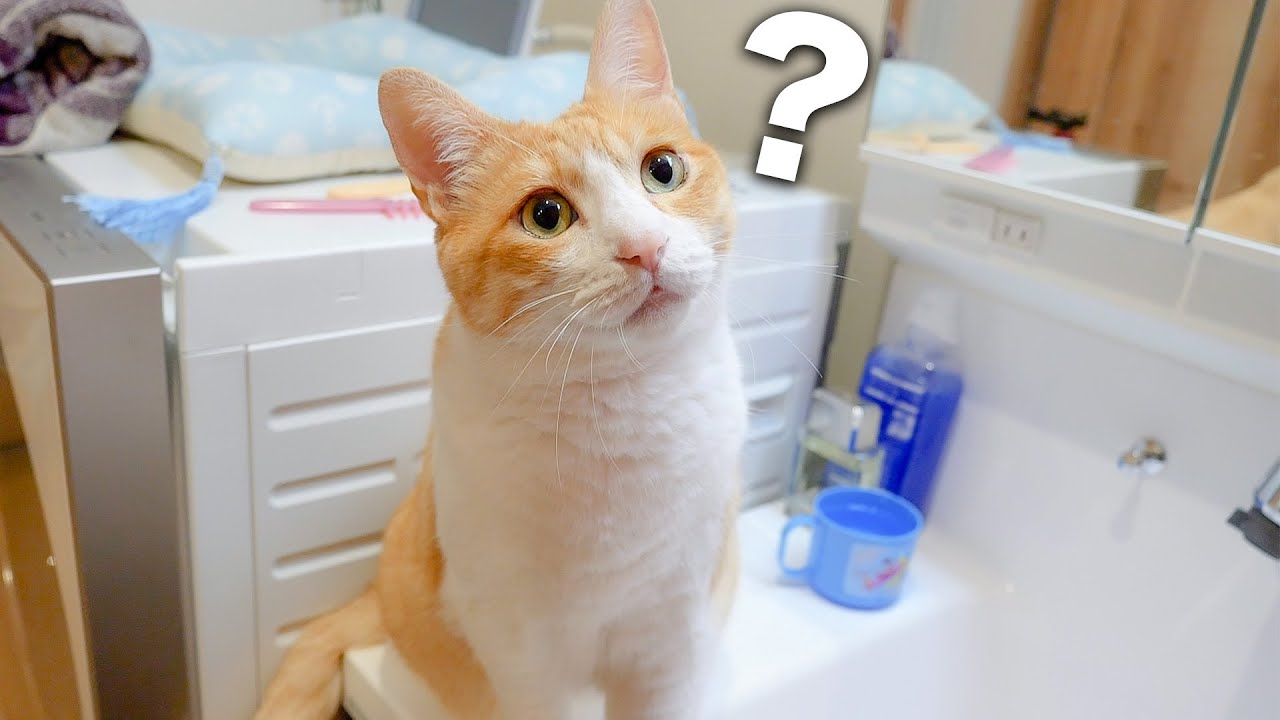 いつも不憫な目にあっているロビンさんの願いを叶えたいと思います