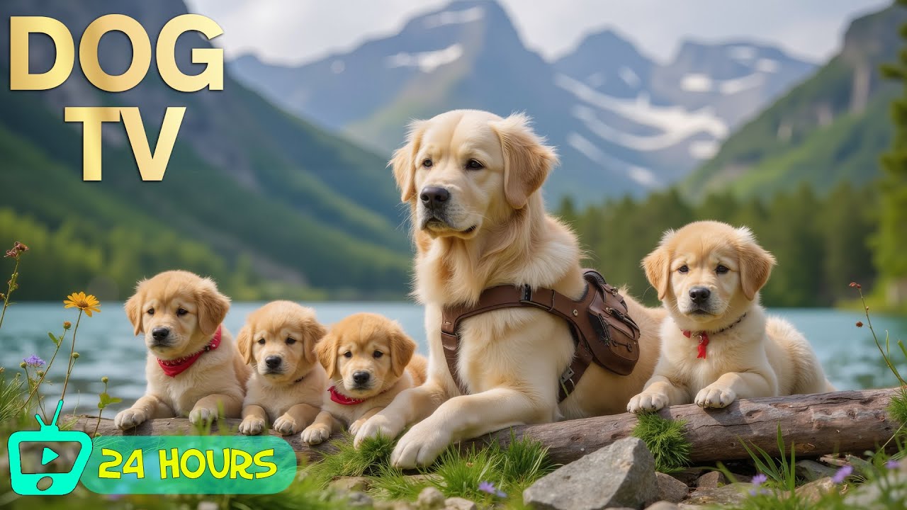 24 Hours of Dog TV for Dogs to Watch 🐶 Calming Music for Dogs Left Alone 🐾 Stress Relief & Sleep