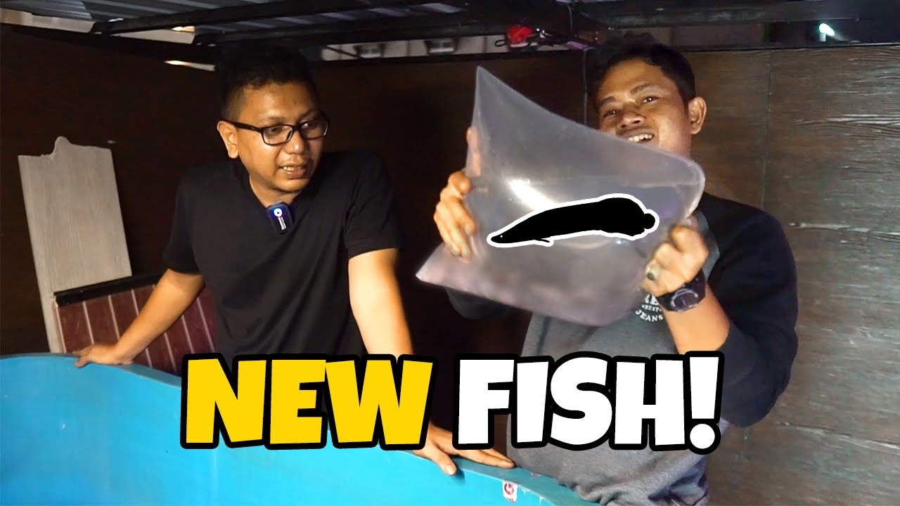 UNBOXING IKAN ARAPAIMA - MEGATANK 100TON