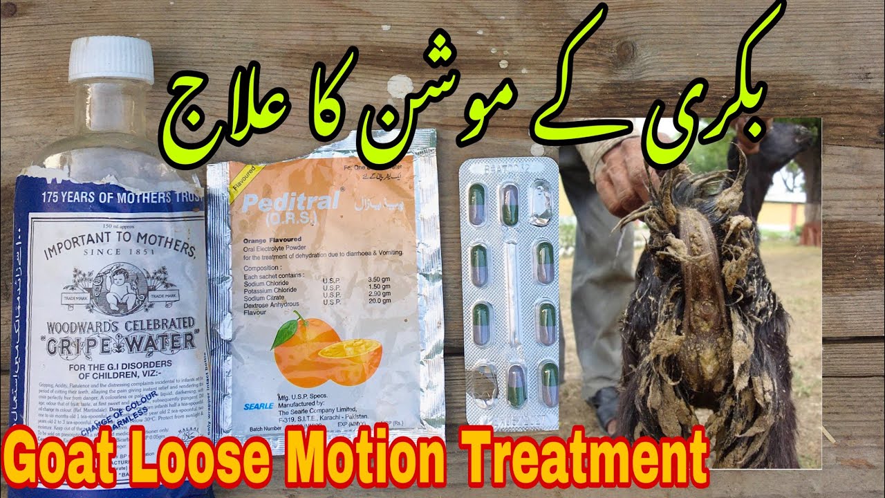 Goat loose motion treatment | bakri ke motion ka ilaj | Urdu Hindi