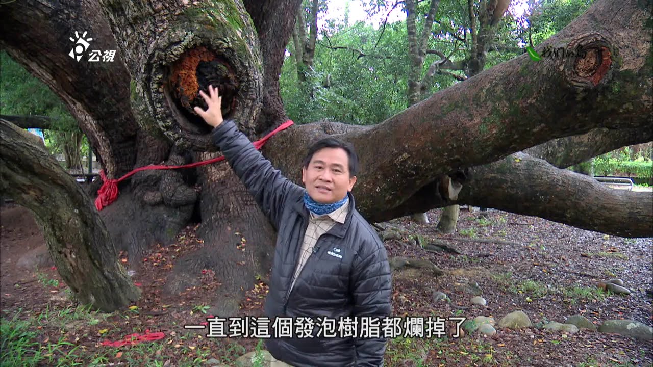 【樹木保護】讓樹醫樹｜與時間賽跑的救樹行動 (我們的島 第688集 2012-12-31)