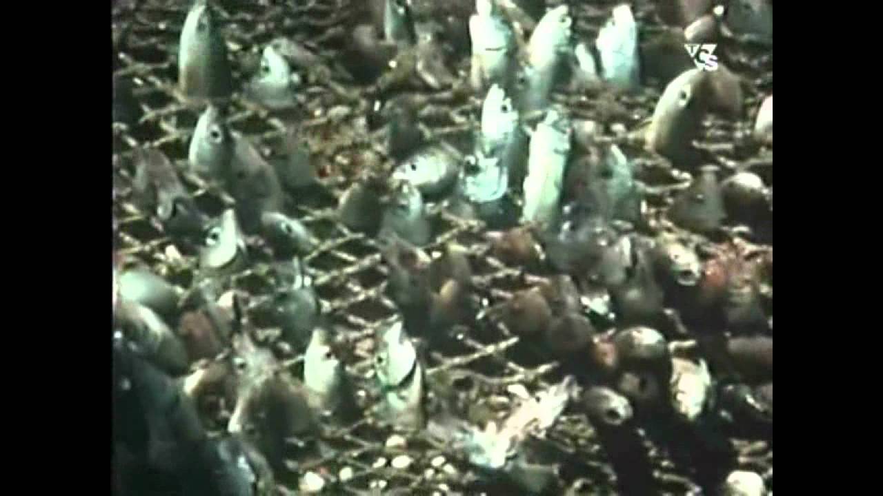 La Pesca del Arrastre en el Grao - HOMBRES DE LA MAR 1975