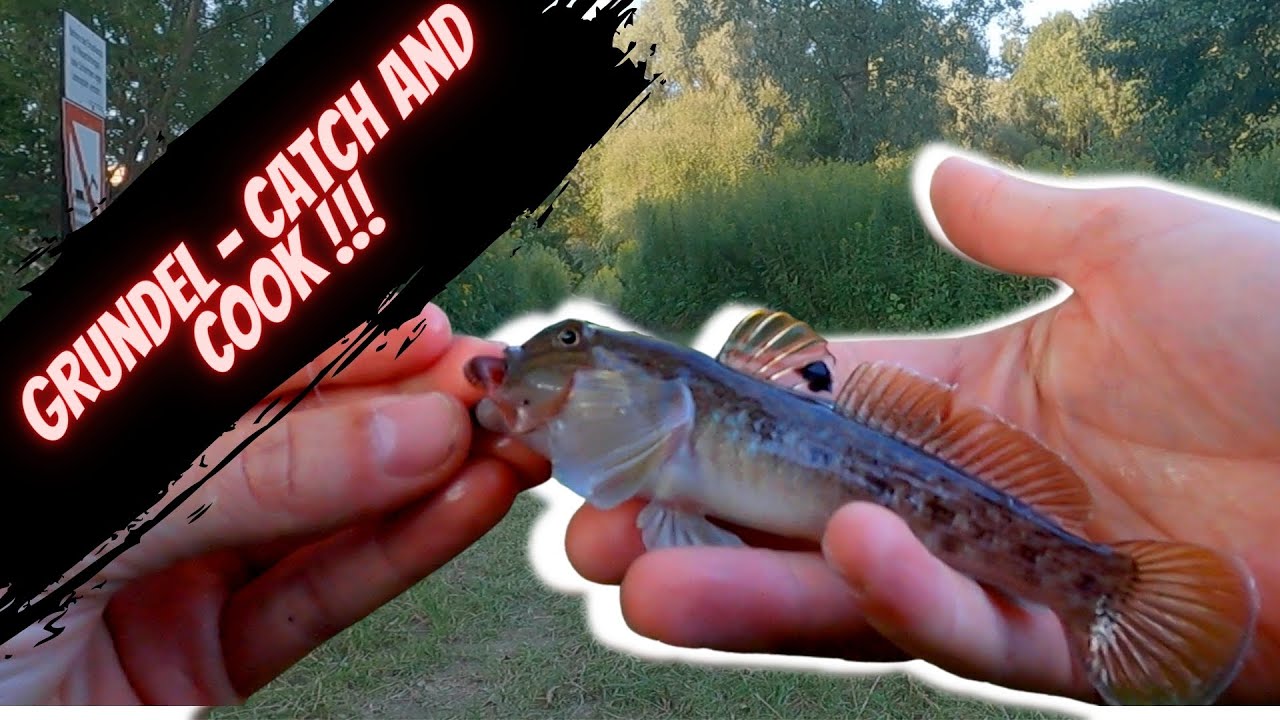 Catch and Cook - Wie lecker sind die Grundeln wirklich?