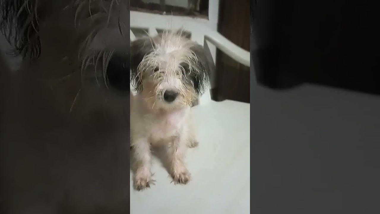 maaga nag palego sa mga alagang doggie