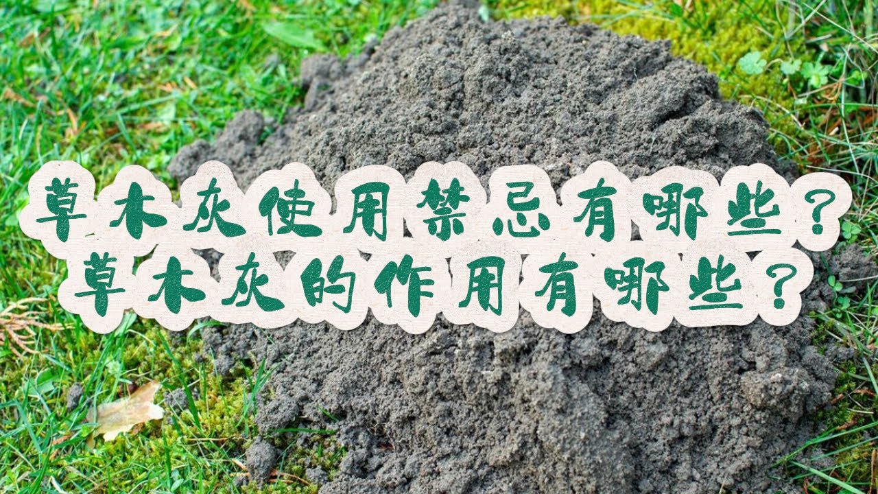 草木灰使用禁忌有哪些？草木灰的作用有哪些？ #草木灰 #自己種的純天然的綠色蔬菜 #我的小菜園 #關注我一起學種菜 #種植小技巧