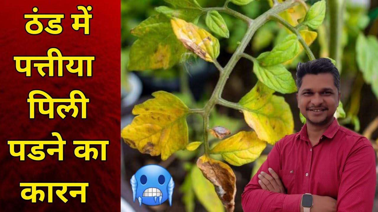ठंड में पत्तीया पिली पडने का कारन । winter 🥶 crop management | leaf yellowness