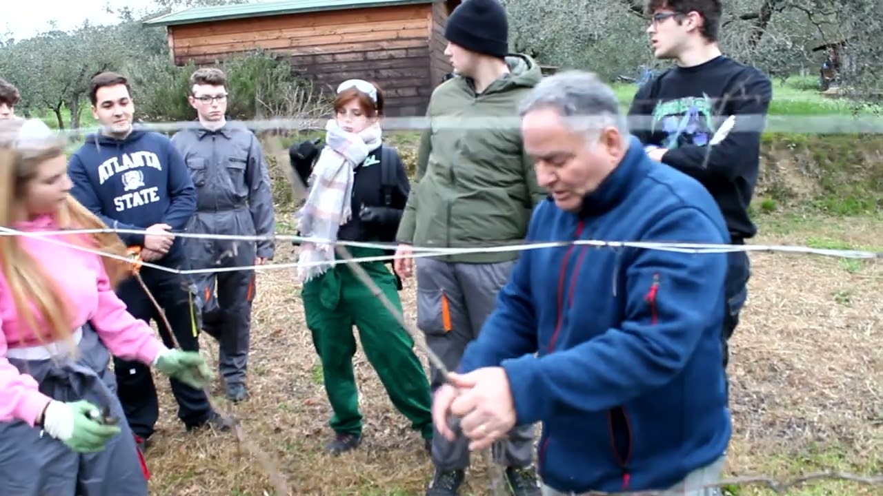 Guyot nel recupero di un vecchio vigneto ligure 3 febb 2023