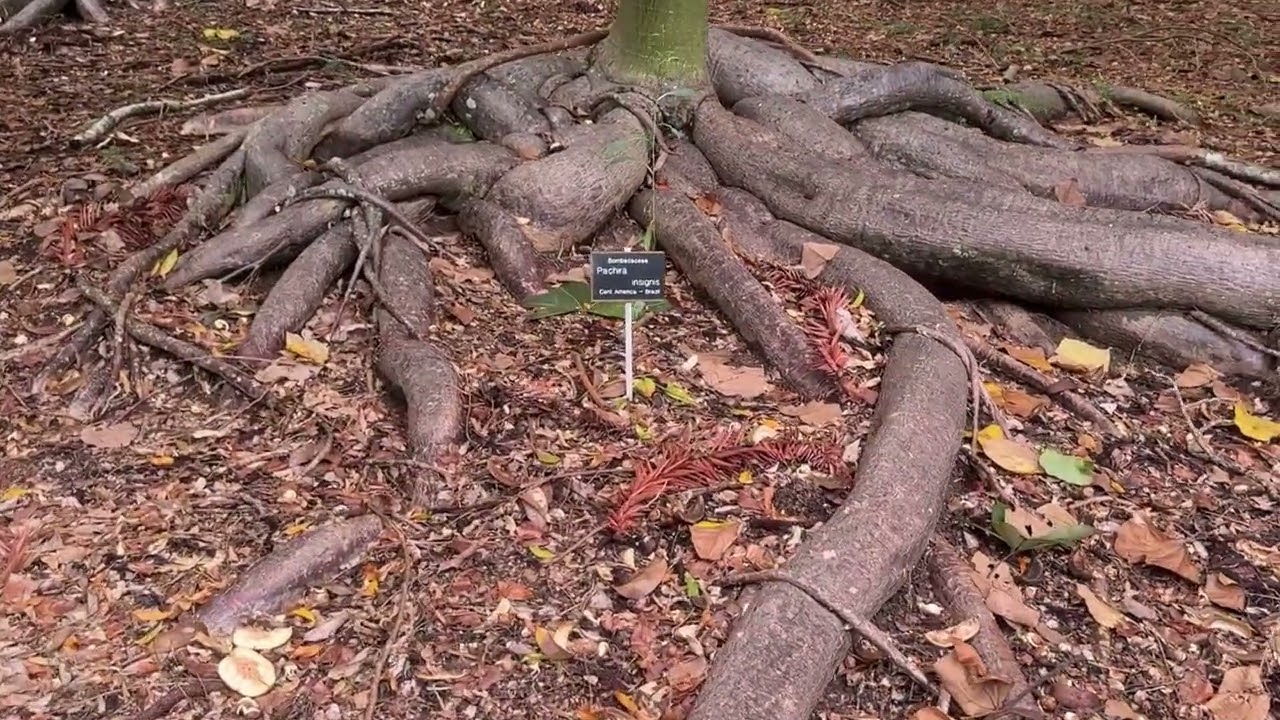  ГДЕ Я?! 👀 БОТАНИКАМ СМОТРЕТЬ! БРИСБЕН ШОКИРУЕТ! Garden of Paradise 🌼 🌸  Mt Coot Tha This is Aussie 