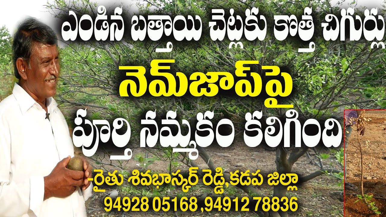 E63 | ఎండుతున్న చెట్లకు, నెలరోజుల్లో తిరిగి కొత్త చిగుర్లు | @GramaBazaar​