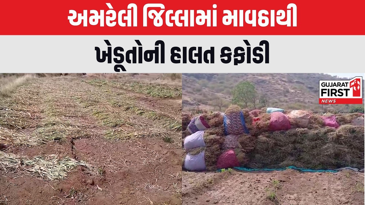 Amreli જિલ્લામાં માવઠાથી ખેડૂતોની હાલત કફોડી | Gujarat First