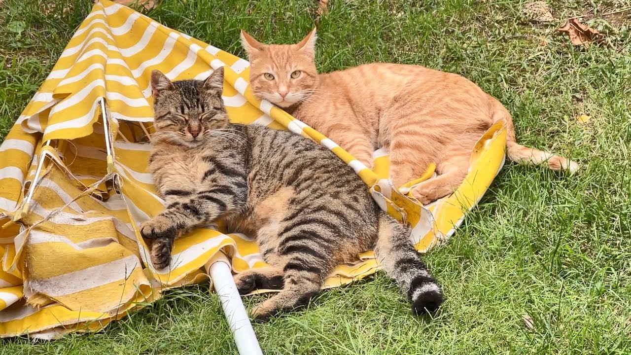 Surrounded by Cats and Hedgehogs !!