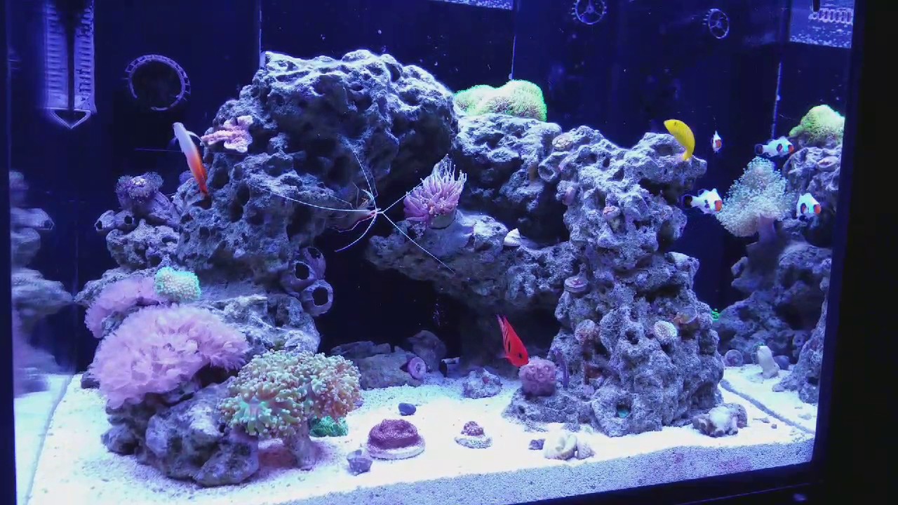 read sea reefer 170 update