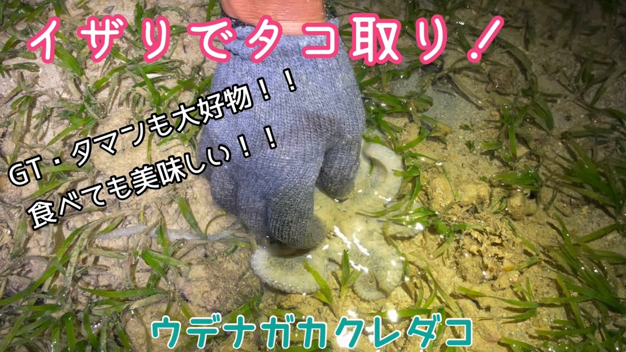 【イザリ】打ち込み釣りに欠かせないタコを取りにイザリに行って来た！