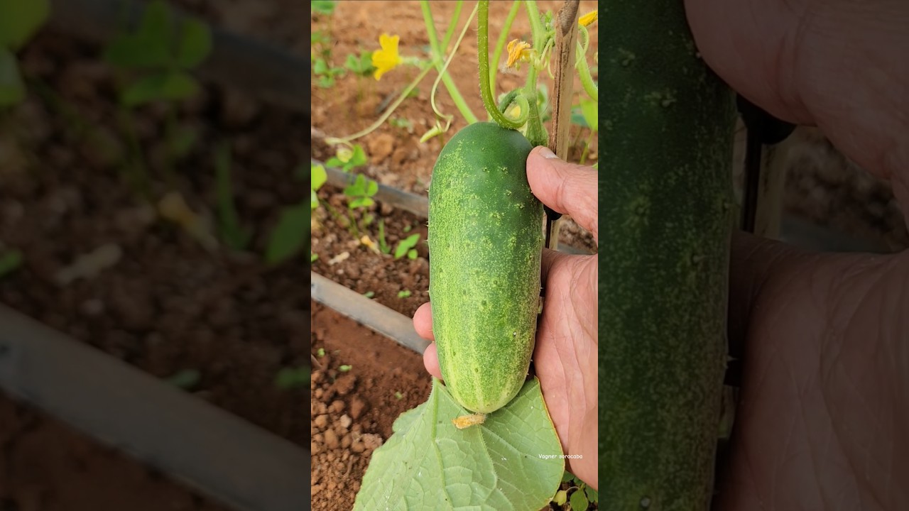 PEPINO CAIPIRA 👀 S&Atilde;O MIGUEL ARCANJO SP 🇧🇷 #fazenda #sitio #plantio #pepino