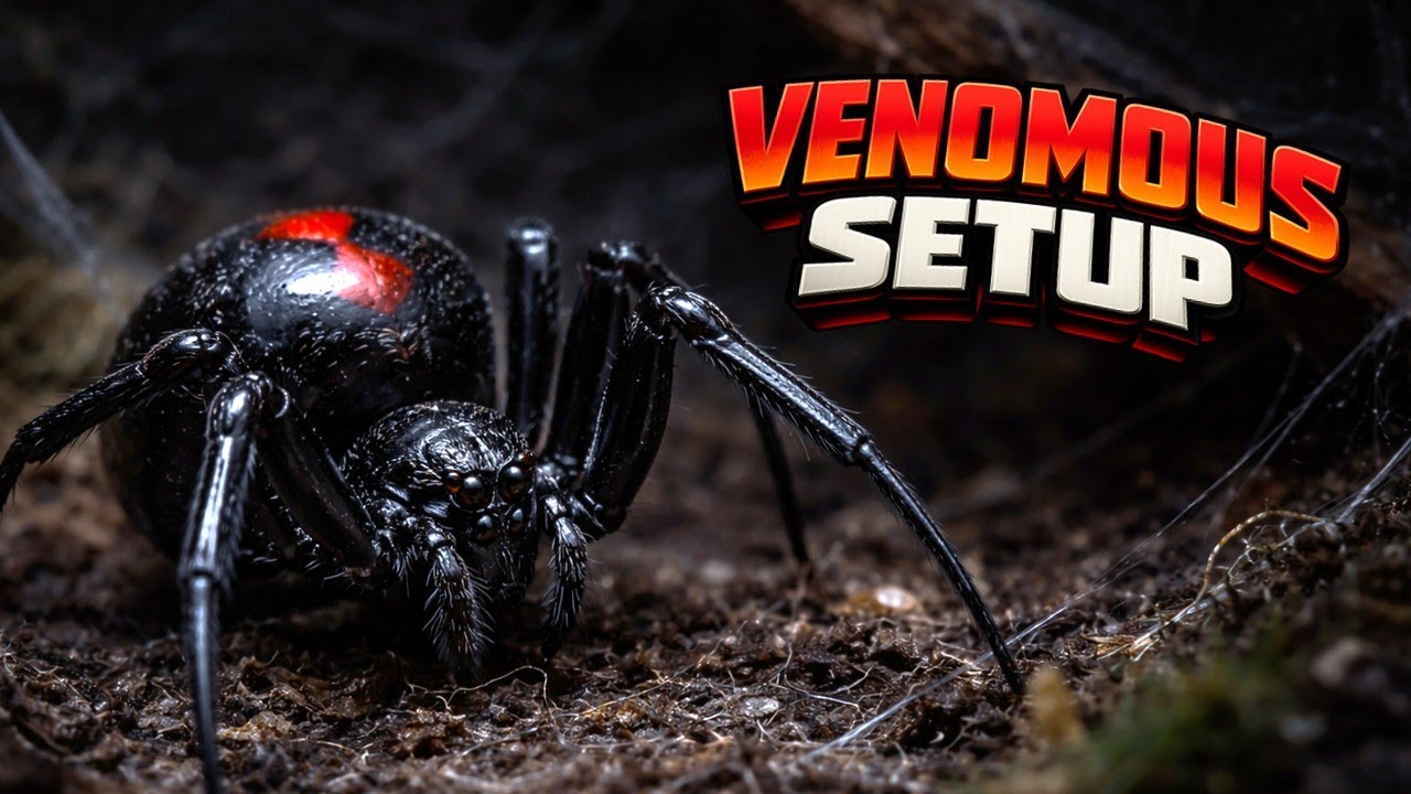 Black Widow Enclosure Setup & Rehousing