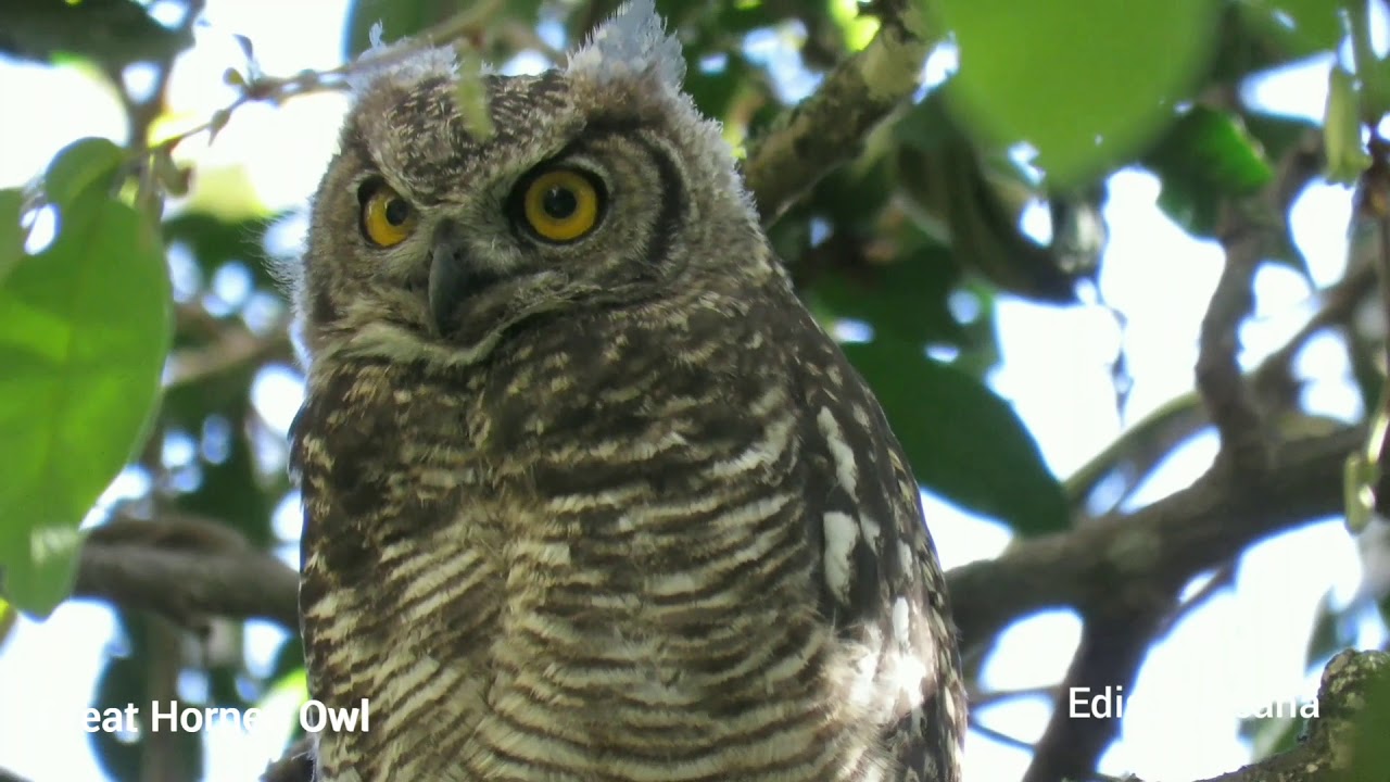 Great Horned Owl - Rio Chiche Canyon Quito