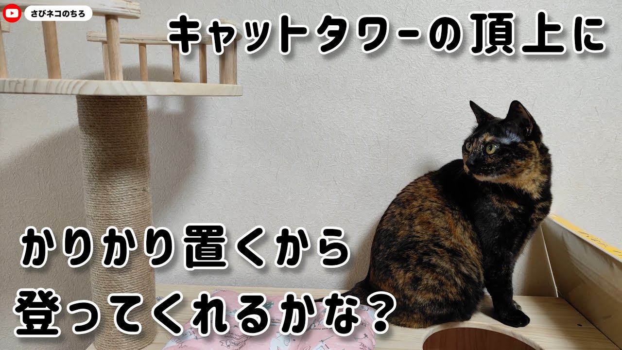 キャットタワーの頂上に登ってくれるかな？🐾〜頂上にかりかりで誘ってみる〜