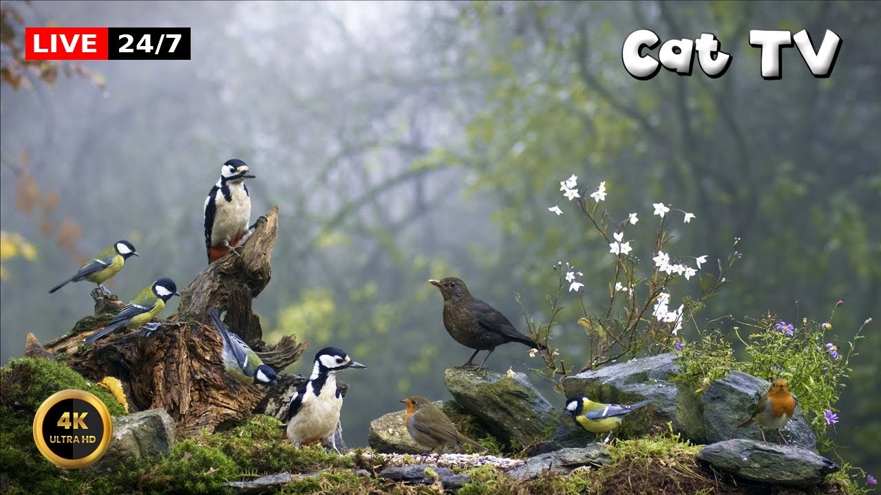🔴24/7 LIVE Cat TV 😺 Birds In The Mist