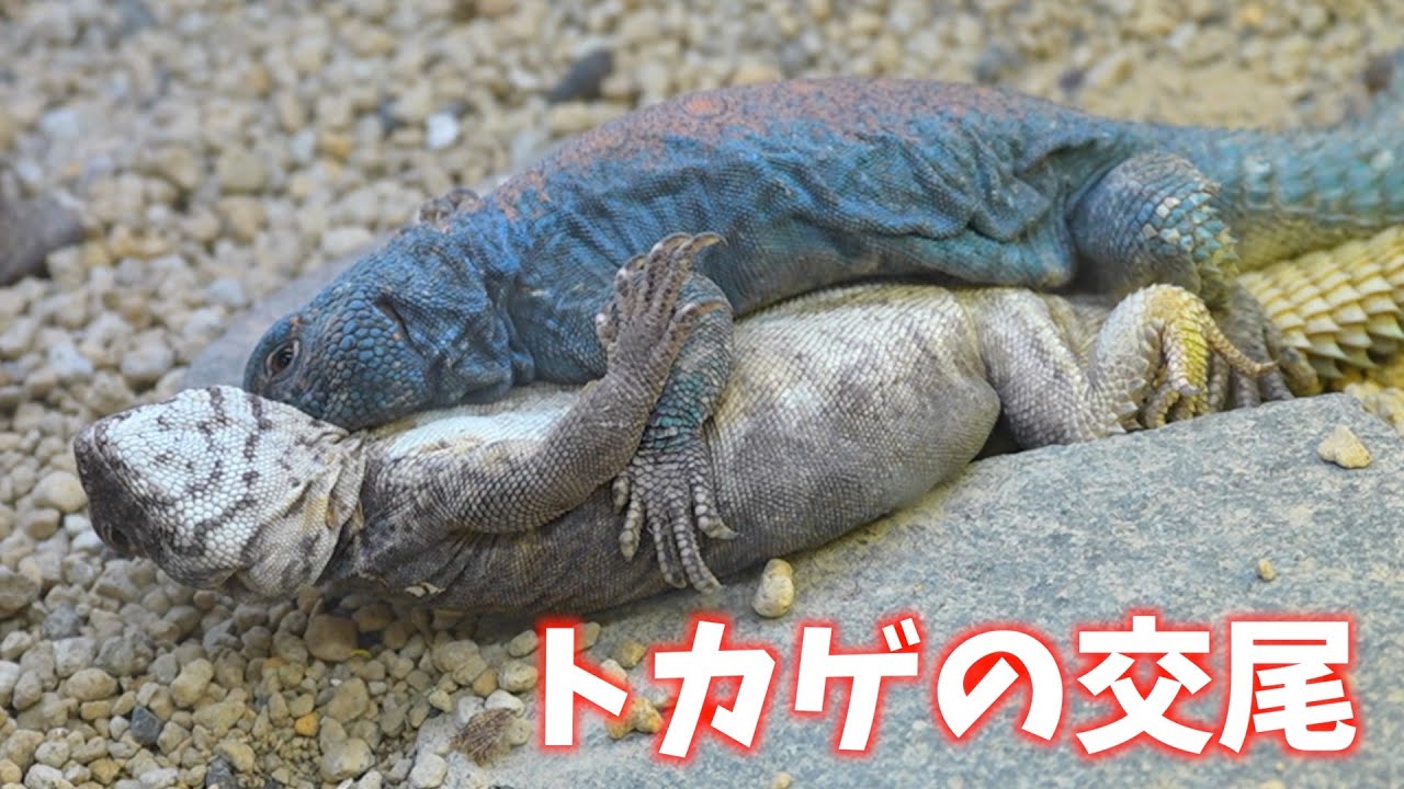 トカゲの求愛が◯◯すぎる…！【トゲオアガマ】