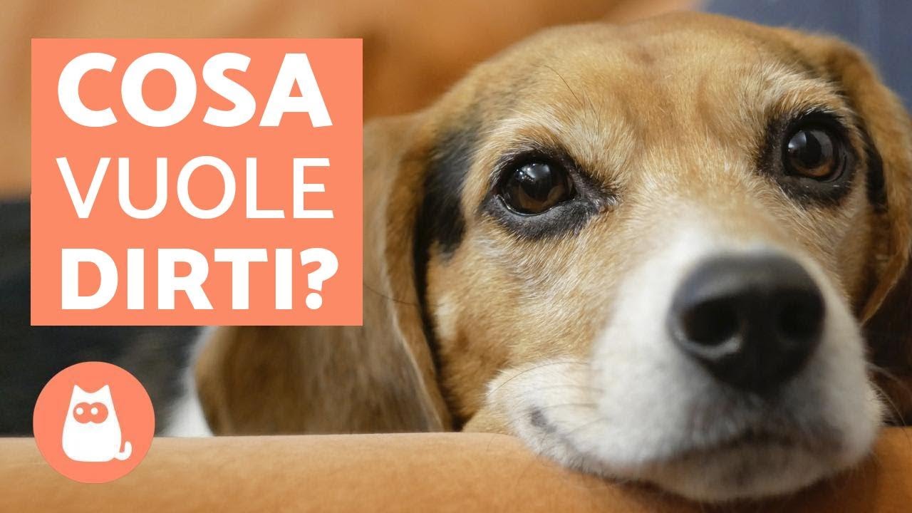 10 cose che il CANE ti vuole dire
