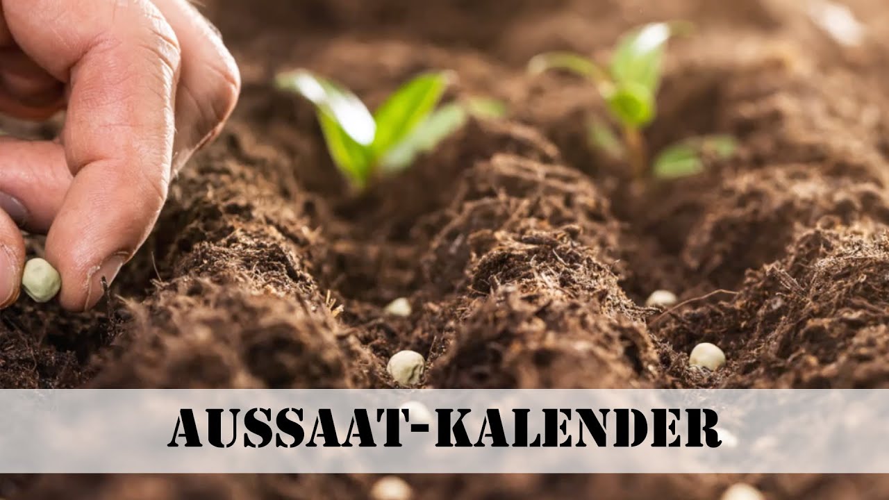Aussaatkalender: Wann muss der Samen in die Erde?