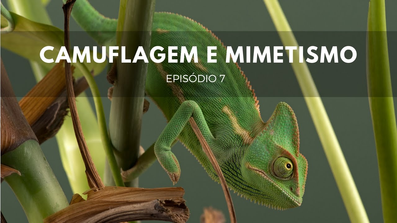 Camuflagem e Mimetismo | Origens #7