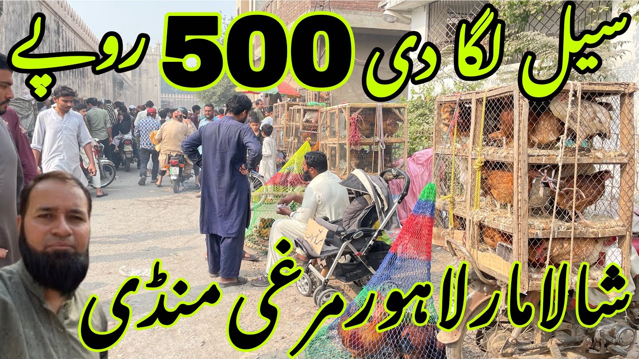 Ando Wali Murghi Shalimar Sunday Bazaar Price Update Lahore Pakistan