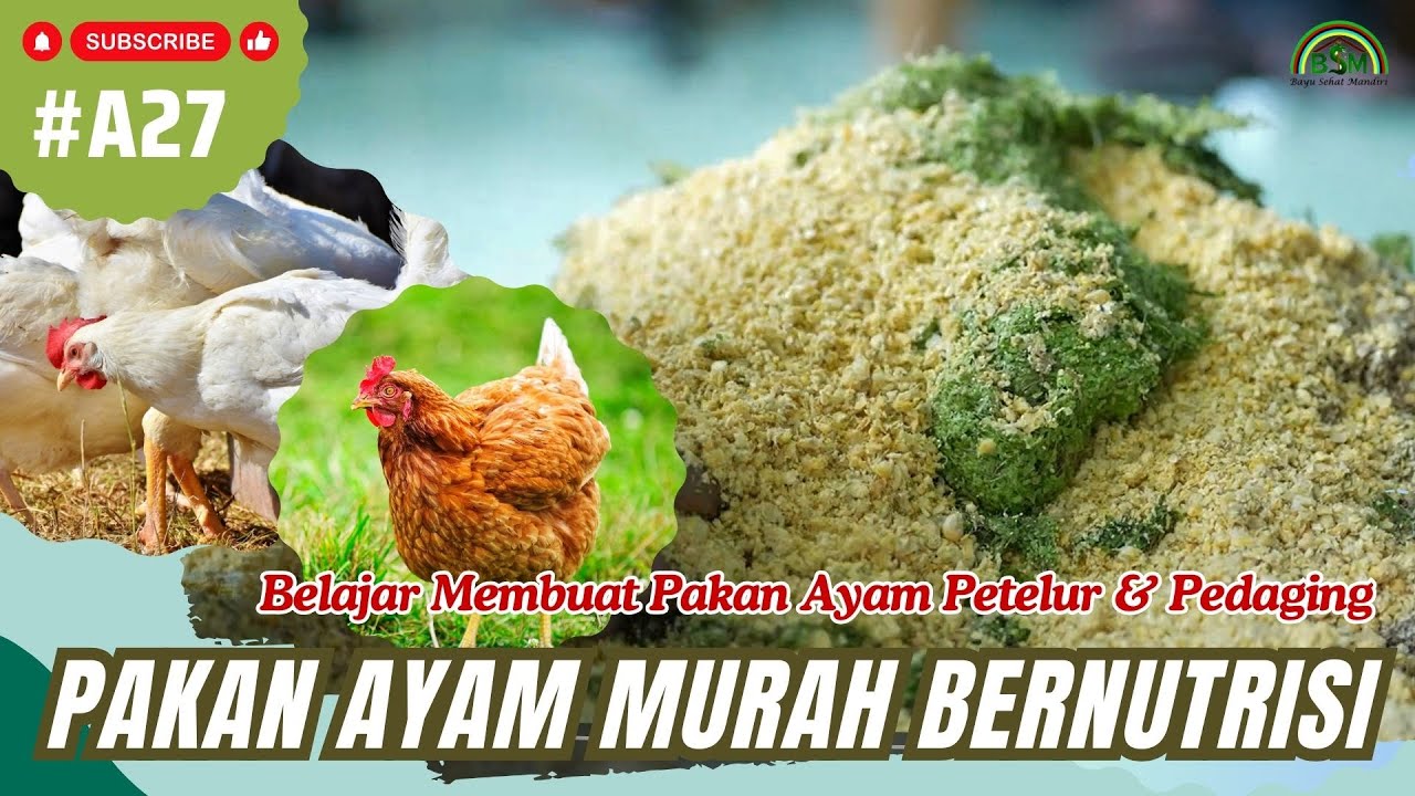 Belajar Membuat Pakan Ayam Petelur & Pedaging