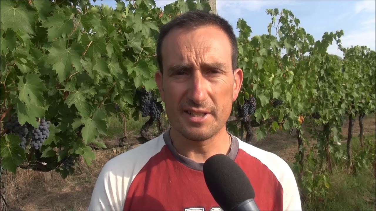 Distillato di Legno BioDea su vigneto biologico