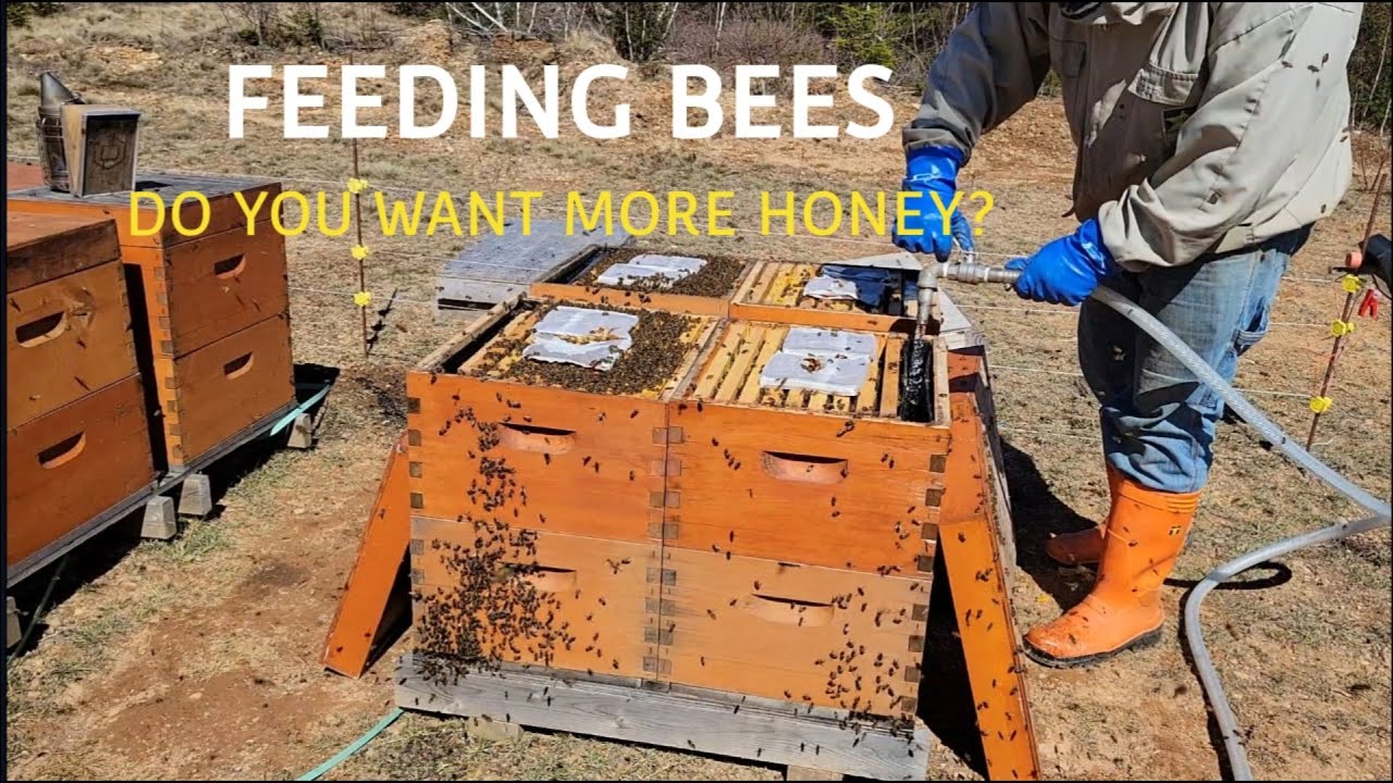 Beekeeping, Should you feed your bees in the spring?