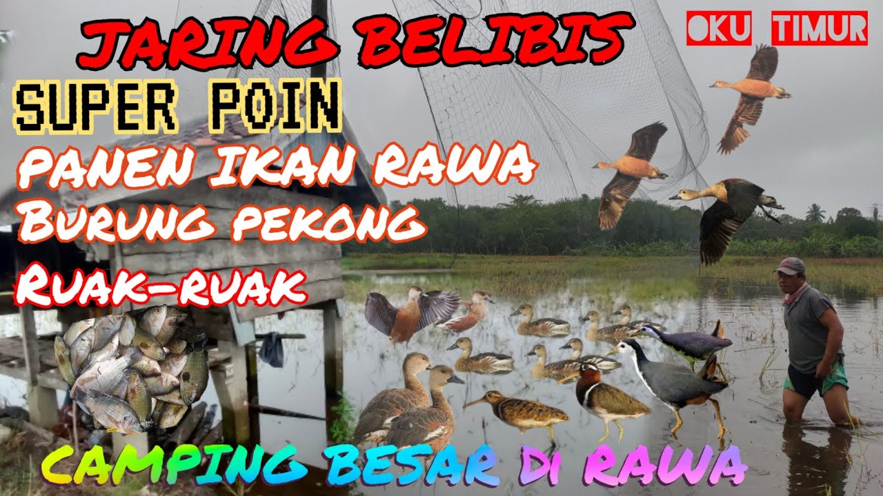 BUSHCRAFT✅CAMPING SAMBIL JARING BELIBIS MAKAN BESAR‼️✔️
