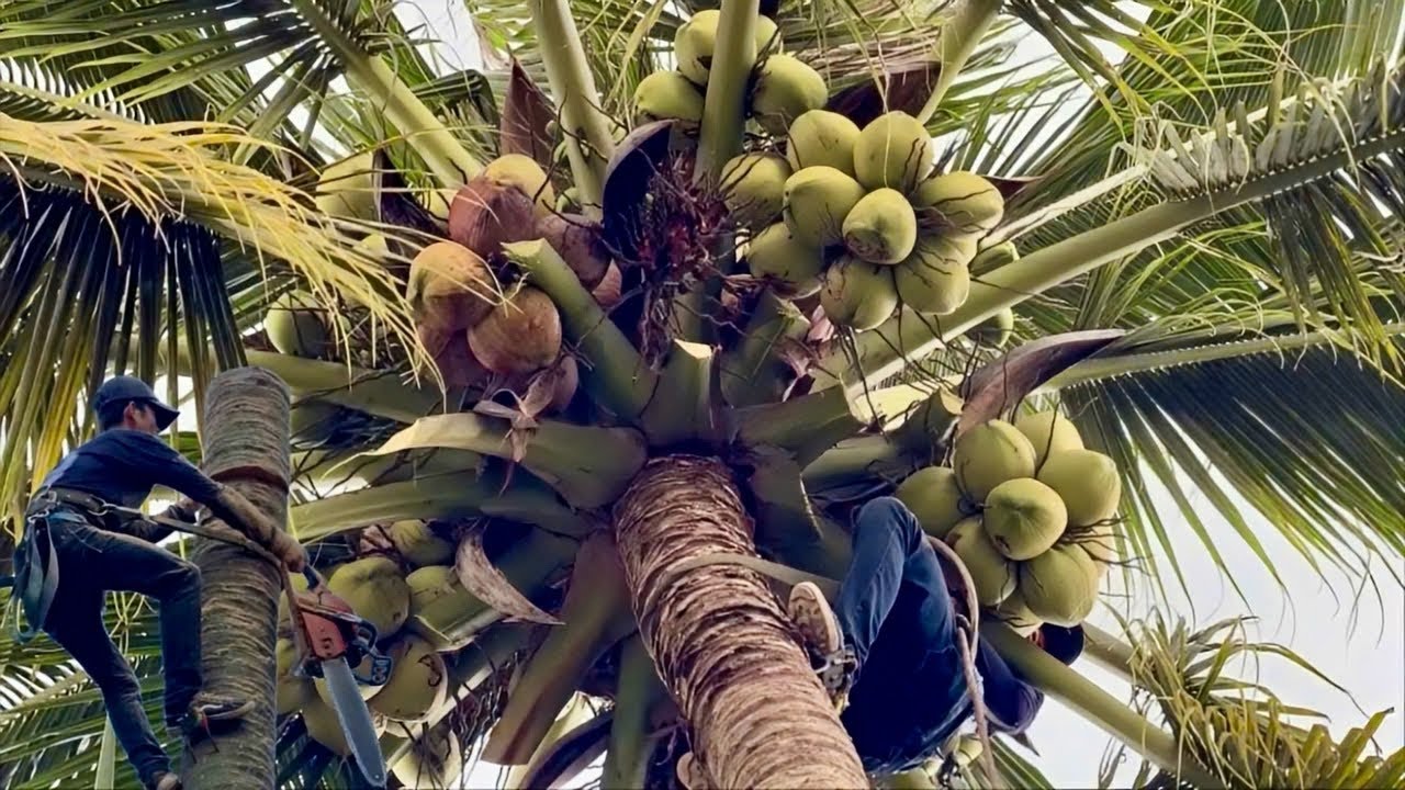 Cưa cây dừa siêu trái to . Ở chợ nhà bàng . Cưa cây kỷ thuật cao 