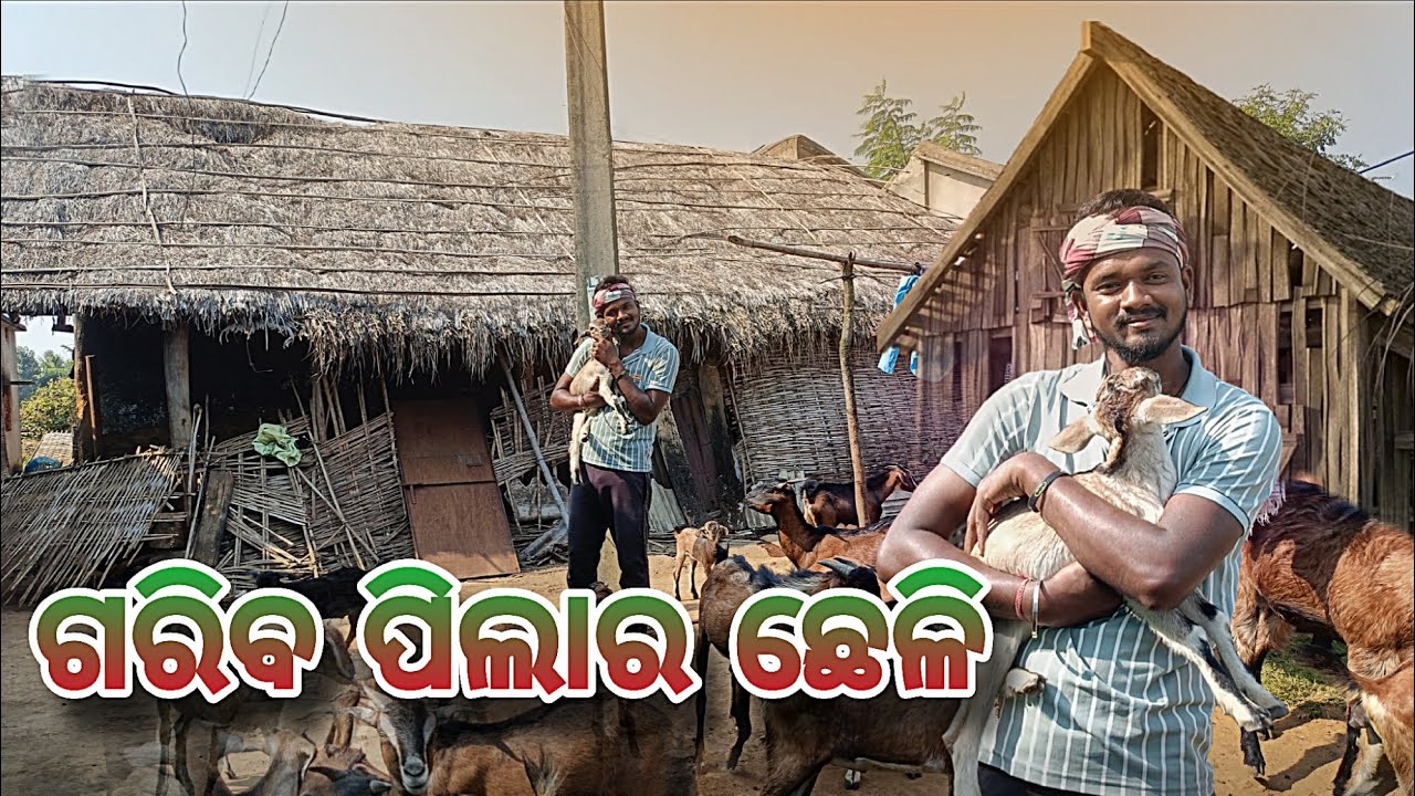 ଗରିବ ପିଲାର ଛେଳି Poor Boy In Goat Farming . 
