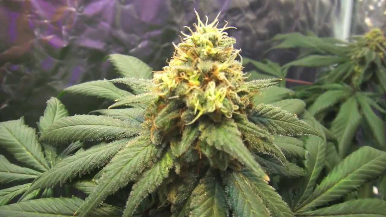 Nirvana's Eldorado Mexican Sativa, Pro-Grow 400X LED grow light -  Pt. 5