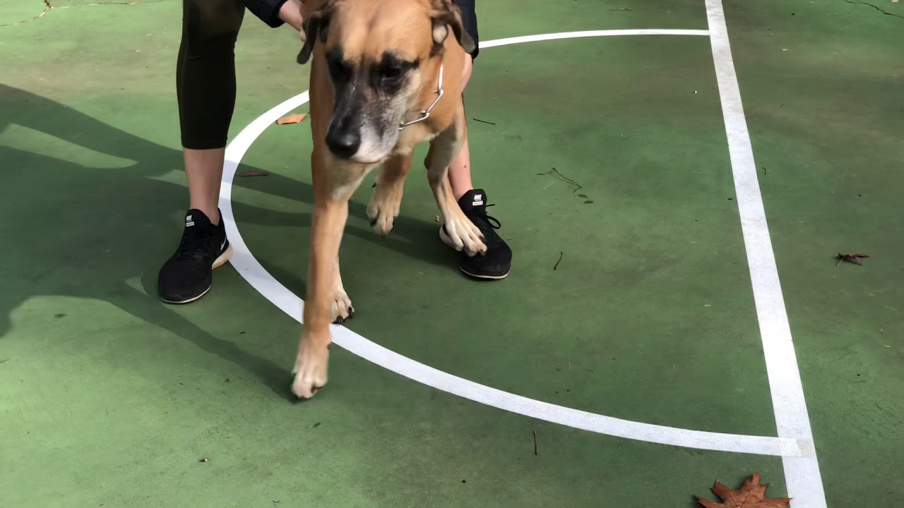Hopping and proprioceptive placing