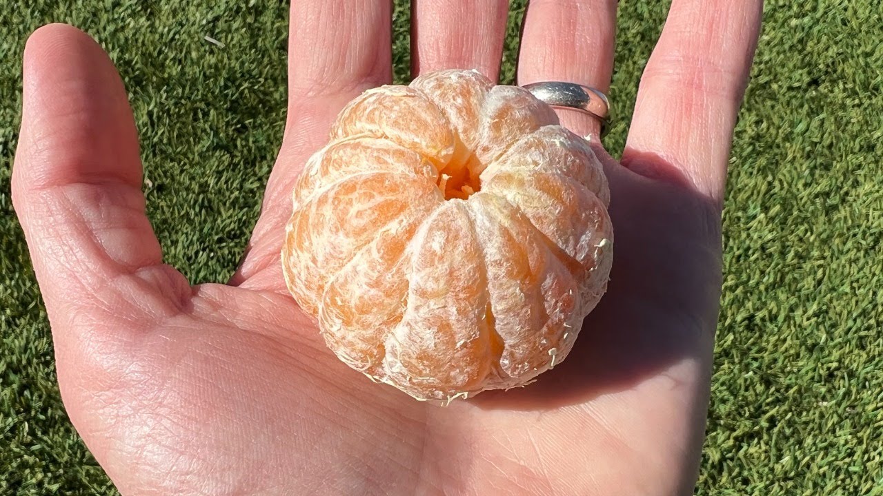 Nules Clementine (Clemenules)