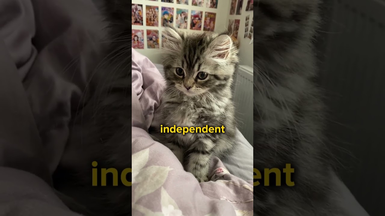 Cat Breed For Every Zodiac Sign! 😼♋️