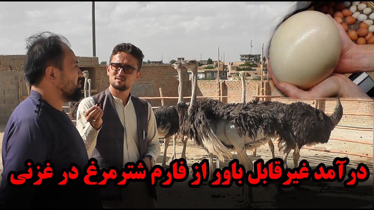 درآمد غیرقابل باور از فارم شترمرغ در غزنی