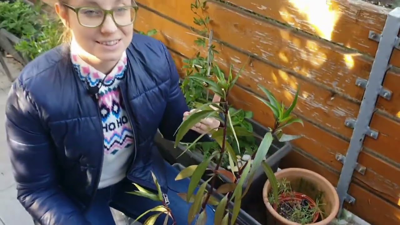 Így teleltesd a mexikói petúniádat, meg fogja hálálni